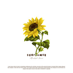 Beautiful Sunflower hand drawn vector illustration