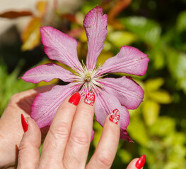 a woman's hand with a manicure holds a Clematis flower