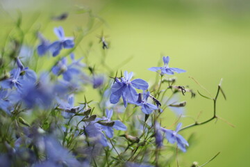 Fototapeta na wymiar Blue flower