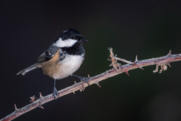 Obraz premium Carbonero garrapinos sobre posadero helado (Periparus ater) 