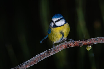 Herrerillo común posado sobre rama (Cyanistes caeruleus)