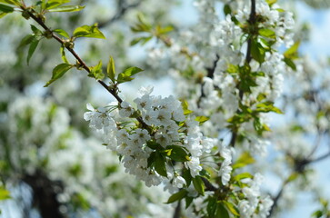 Beautiful cherry blossoms are blooming in Spring