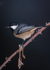 Carbonero garrapinos sobre posadero helado (Periparus ater) - Vertical