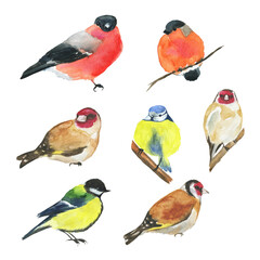 Watercolor winter bird chickadee, bullfinch and goldfinch isolated on white background. Hand drawing illustration. Perfect for print, card, animal design.