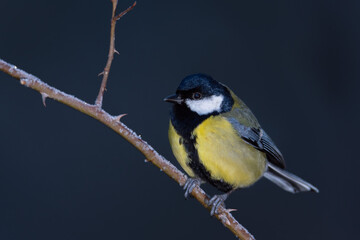 Carbonero común (Parus major)