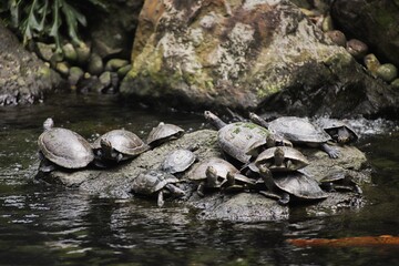 Fototapeta na wymiar turtle on the rock