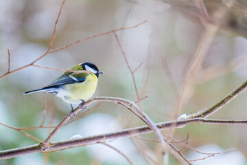 A tit on a tree branch.