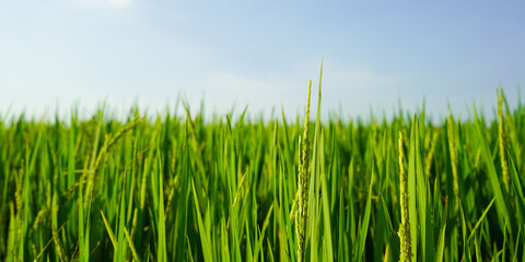 green wheat field