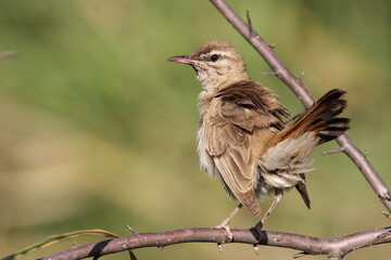 Rufous-tailed Scrub Robin (Cercotrichas galactotes) 
