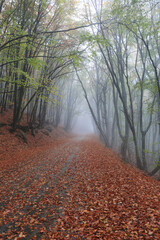 Fog light in the autumn forest