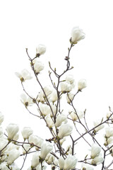 Blossoming of magnolia white flowers in spring time, natural seasonal background