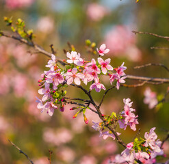 Fototapeta na wymiar pink cherry blossom flower blossom in spring outdoor