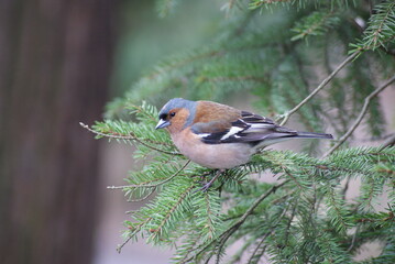 Common chaffinch sitting on a tree