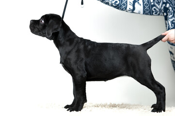 Puppy conformation. Portrait of a black puppy of a cane corso breed on a white background. A man is holding a puppy in a rack.