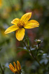 Selective focus of Chocolate Flower in the garden,  chocolate yeloow, Rudbeckia is a plant genus in the Asteraceae or composite family, Nature floral background. Chocolate Flower; Berlandiera lyrata