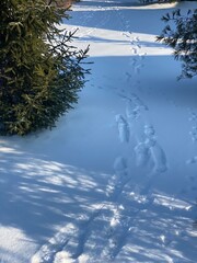 Footprints in the snow between trees