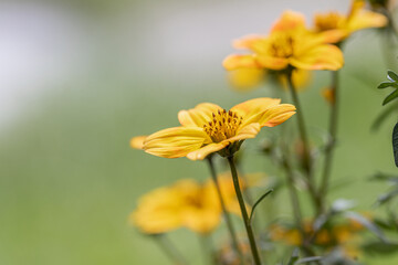 Selective focus of Chocolate Flower in the garden,  chocolate yeloow, Rudbeckia is a plant genus in the Asteraceae or composite family, Nature floral background. Chocolate Flower; Berlandiera lyrata