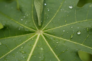 unfocus rain drop in cassava leaf
