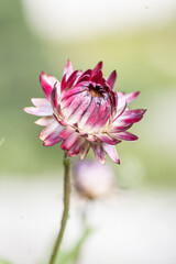 Close up Flowers of Xerochrysum bracteatum, golden everlasting or strawflower, isolated on white background, Macro photo detail flower. 