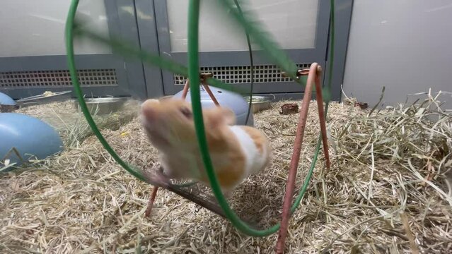 hamster dans sa roue 4K