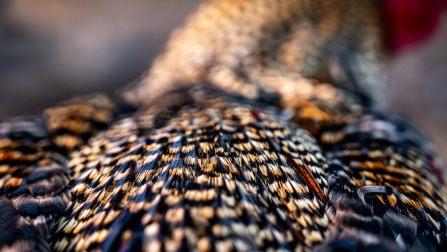 Rooster feathers. Bright dark Indian rooster (Seval Erkul) feathers close up view.