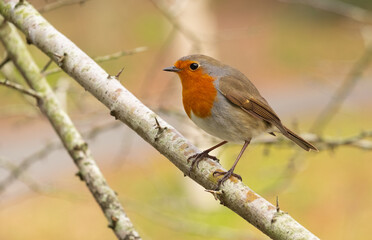 Robins in the forest of Mount Ulia, Euskadi