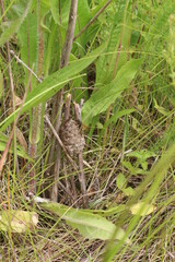 wasp nest in the grass