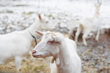 White goats on a farm in winter