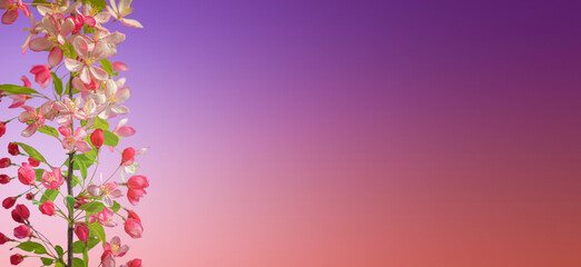 Banner with beautiful and colorful cherry blossom at Spring day in tropical garden with copy space for text and rosy and blue gradient background. Concept love, Spring and happiness.