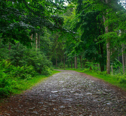 Obraz premium Walking path in green forest park, beauty and freshness of nature, Ukraine, Carpathians