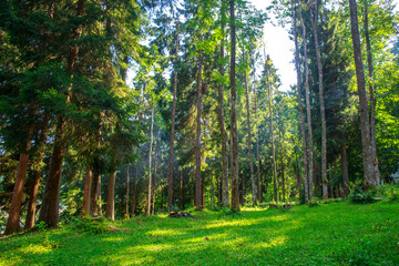 Fototapeta na wymiar Walking path in green forest park, beauty and freshness of nature, Ukraine, Carpathians