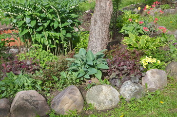 Shade-tolerant plants on a flower bed in a tree trunk circle on a suburban plot