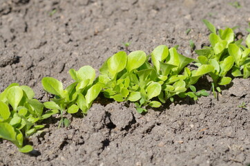Shoots of lettuce on the garden bed
