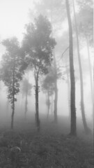 Fototapeta na wymiar forest with fog. abstract fog in forest. dreammy forest for background. blur forest with fog