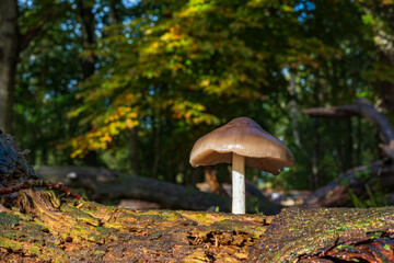 A beautiful specimen of the common deer fungus or deer shield (Pluteus cervinus) on a rotting tree trunk, right after a heavy rainstorm