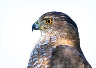 Cooper's Hawk sitting still for a portrait in my front yard!