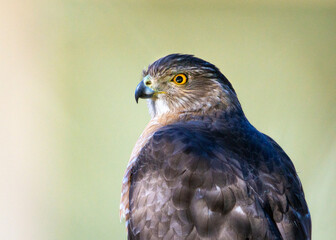 Cooper's Hawk sitting still for a portrait with a greenish background in my front yard!