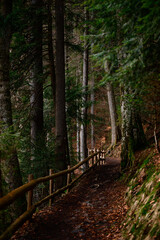 Forest trail with fence, hiking in the woods, Ukrainian Carpathians and hiking trails.