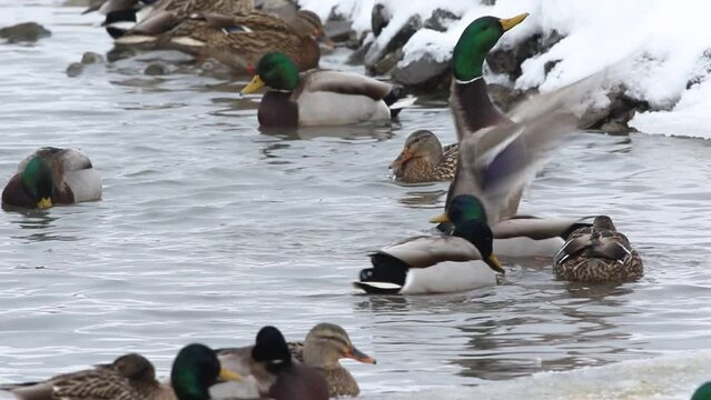 canard colvert sur un lac en hiver