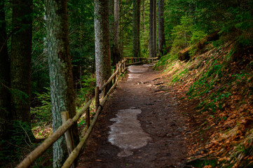 Forest trail with fence, hiking in the woods, Ukrainian Carpathians and hiking trails.