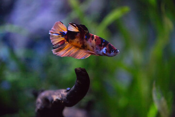 Betta fish are colorful and beautiful fish that swim in the aquarium.