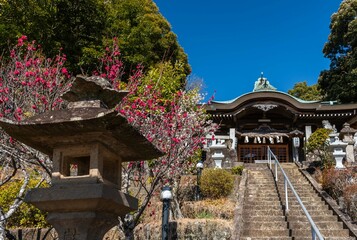 Fototapeta premium 早春の神社に咲く紅梅と白梅