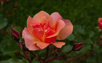 Obraz premium Single rose isolated with leaves on green background.