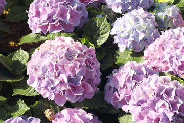 Obraz premium Beautiful purple hydrangea flowers blooming in the garden.