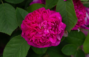 Single pink rose with leaves on green background. Perfect flower