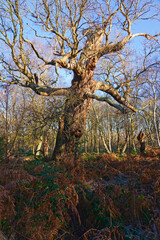Obraz premium A bare twisted old Oak tree stands among bracken and brambles in Sherwood Forest on a bright winter day.