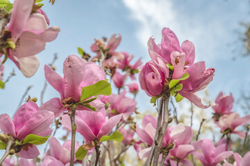 Obraz premium creative