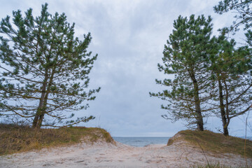 Fototapeta na wymiar forest on the coast of the Baltic Sea on a cloudy day in autumn