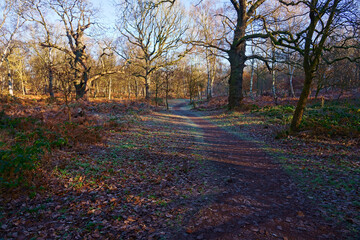 Winding footpath between tall bare trees on a bright winter morning in Sherwood Forest
