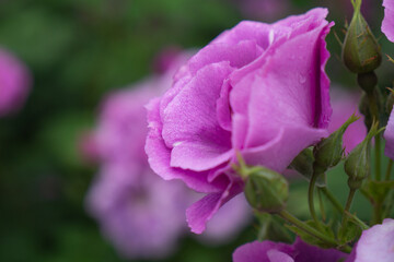 Fototapeta premium Single lilac rose with button on natural green background. High quality photo.